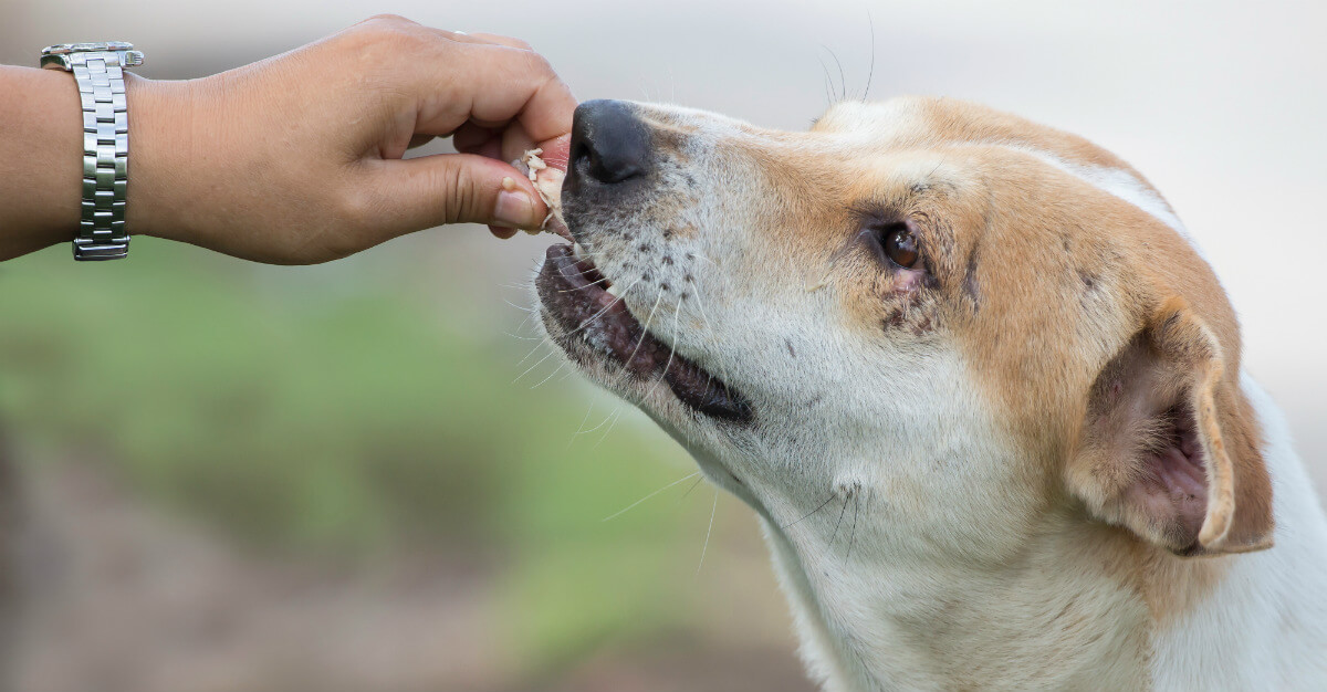 Kenali Bahaya Penyakit Rabies dan Cara Penanganannya